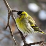 Cincia che si nutre di semi su un balcone in inverno, circondata da piante e mangiatoie.