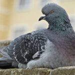 Spray repellenti per allontanare i piccioni dai balconi, con immagini di applicazione e risultati efficaci.