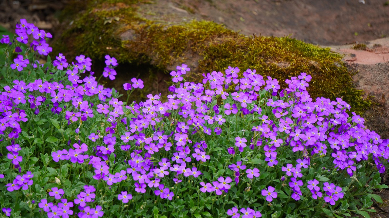 Perenni basse che abbelliscono i bordi del giardino, creando un'oasi verde e fiorita.
