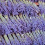 Lavanda secca in giardino, evidenziando errori di cura comuni tra i giardinieri.