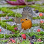 Pettirosso che si posa su un ramo nel giardino, pronto per la colazione mattutina.