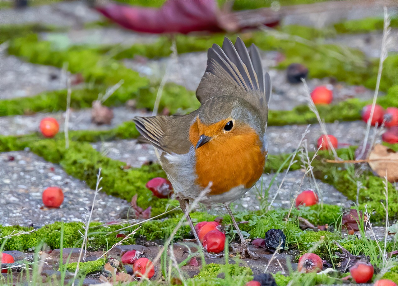 Pettirosso che si posa su un ramo nel giardino, pronto per la colazione mattutina.