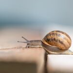 Lumache su una foglia di verdura, con metodi naturali per la loro rimozione senza pesticidi.