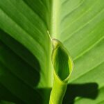 Calathea in fase di propagazione con radici visibili e foglie verdi rigogliose.