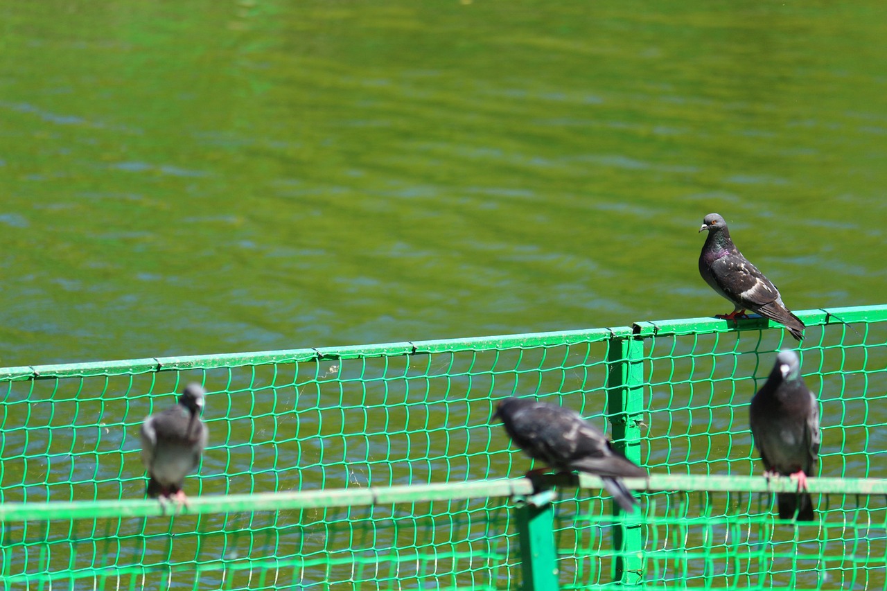 Piccioni allontanati dal giardino grazie all'uso strategico di colori brillanti e oggetti riflettenti.