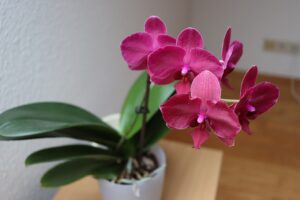 Orchidea in vaso con substrato umido, evidenziando errori comuni di innaffiatura.