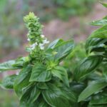 Basilico in vaso con foglie verdi e rigogliose, pronto per la potatura per evitare la fioritura precoce.