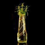 Talea di rosmarino in vaso con radici ben sviluppate, pronta per essere trapiantata.