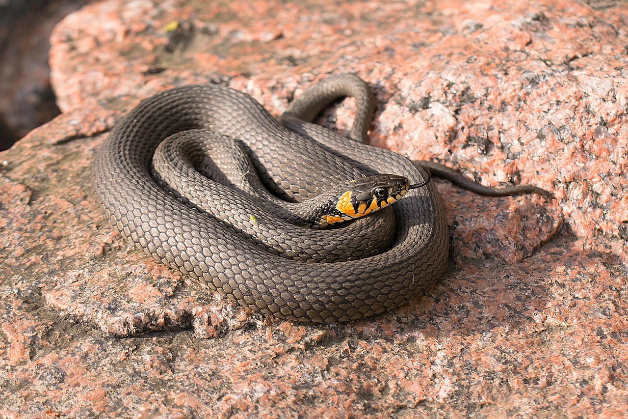 Serpente visibile in un giardino, tra erba e fiori, sorprendente scoperta naturale.
