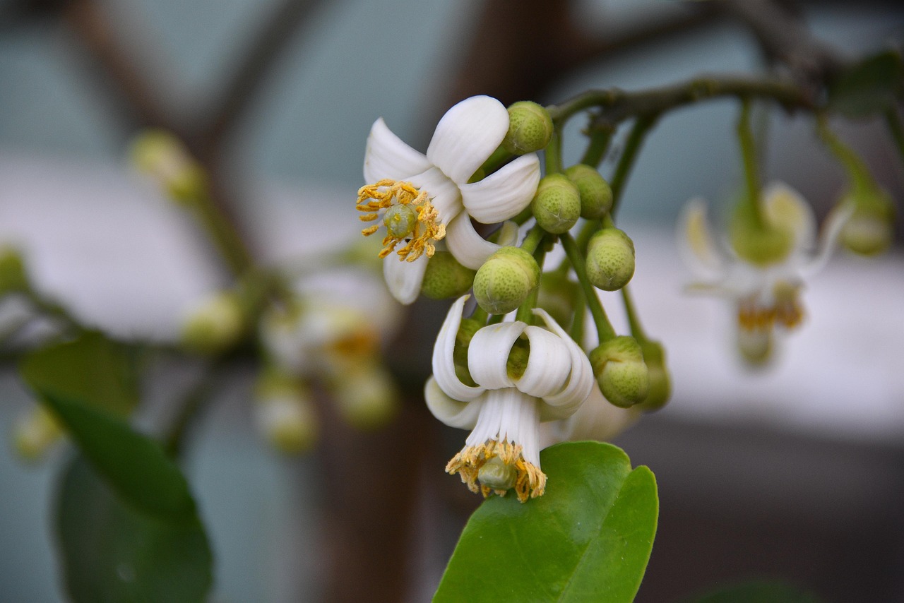 Fiore di limone su ramo verde, senza frutti visibili, simbolo di crescita incompleta.