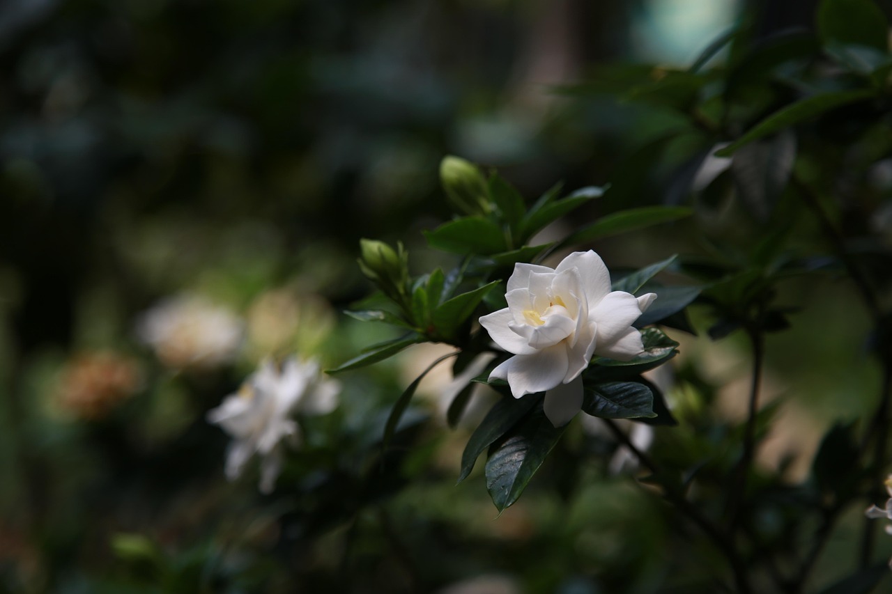 Immagine di una gardenia fiorita con foglie verdi, simbolo della cura e della coltivazione ottimale.