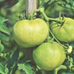 Pomodori verdi disposti su un tavolo con frutta matura per accelerare la maturazione.