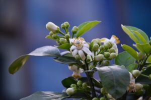 Concime naturale per migliorare la fioritura degli alberi di limone.