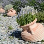 Fioritura di lavanda in vaso con fiori viola e foglie verdi, pronta per essere coltivata e curata.