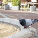 Odori naturali per allontanare i piccioni: erbe e oli essenziali in un giardino.