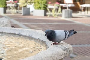 Odori naturali per allontanare i piccioni: erbe e oli essenziali in un giardino.