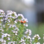 Pianta aromatica verde in vaso, ideale per allontanare insetti, facile da coltivare e decorativa.