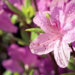 Azalea fiorita in estate, con irrigazione ottimale e foglie verdi rigogliose.