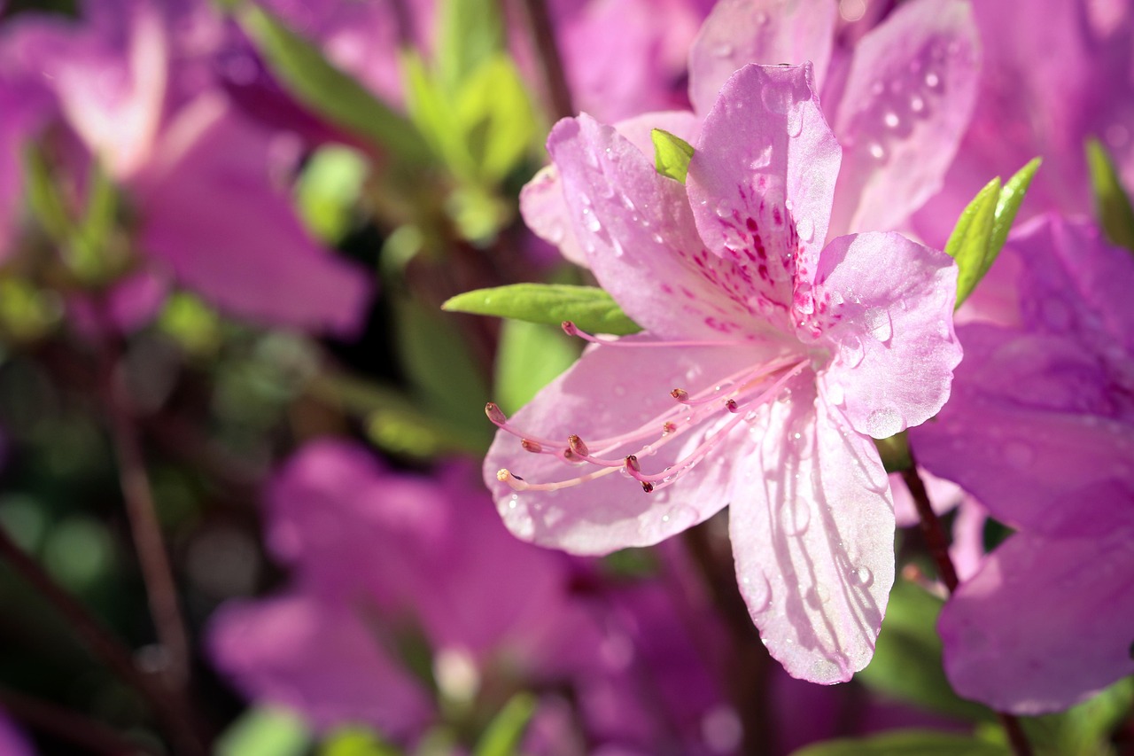 Azalea fiorita in estate, con irrigazione ottimale e foglie verdi rigogliose.