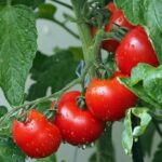 Piantare pomodori: giovane pianta verde con frutti rossi e foglie rigogliose nel giardino.