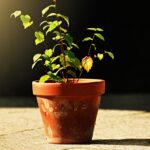 Bicarbonato di sodio versato nel terreno delle piante per migliorarne la salute e la crescita.