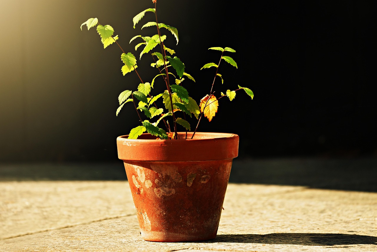 Vaso con strati di materiali per migliorare la crescita delle radici delle piante.
