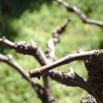 Vigna con tralci potati, evidenziando errori comuni nella potatura delle viti.