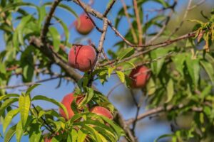 Potatura di un albero di pesco per garantire frutti dolci e abbondanti.