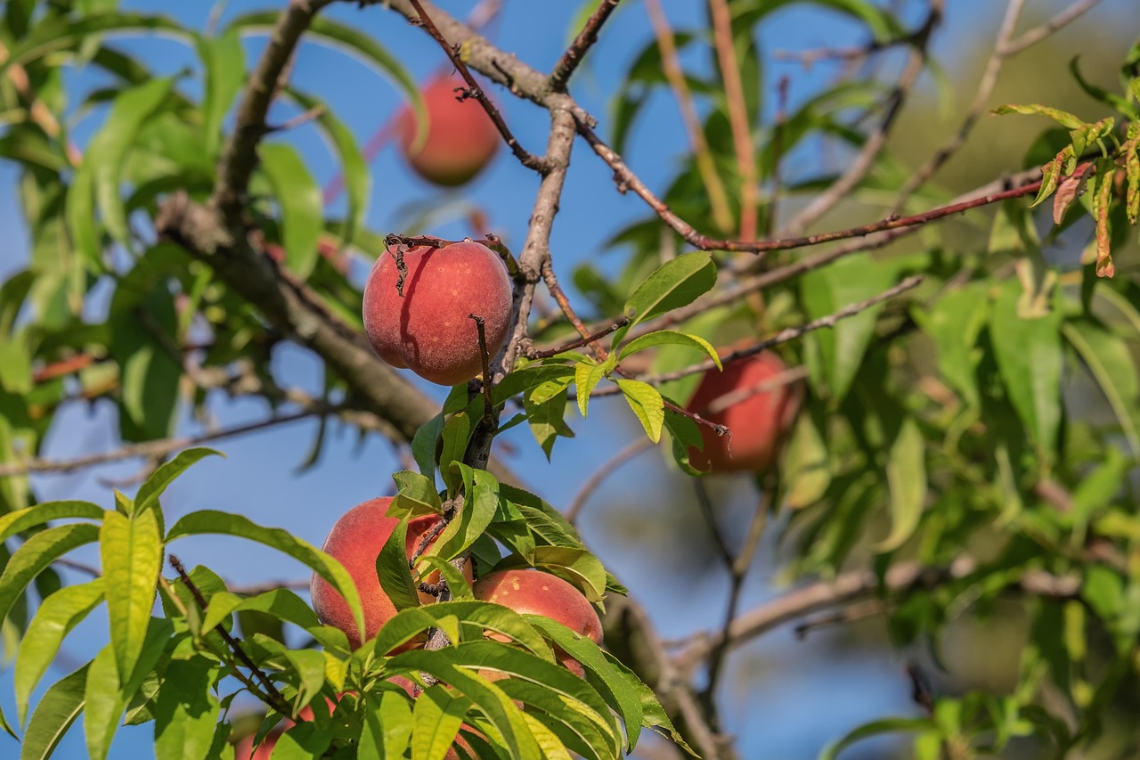 Potatura di un albero di pesco per garantire frutti dolci e abbondanti.