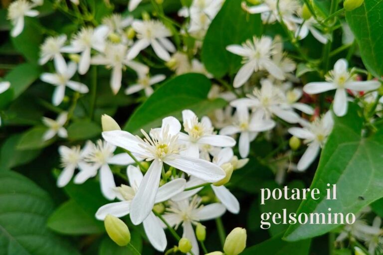 Mai potare il gelsomino così: il trucco per una fioritura esplosiva