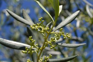 Ulivo carico di olive mature sotto il sole, simbolo di una raccolta abbondante e facile cura.