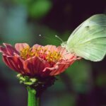 Insetti benefici per l'orto biologico: coccinelle, api e sirfidi sui fiori, in armonia con la natura.