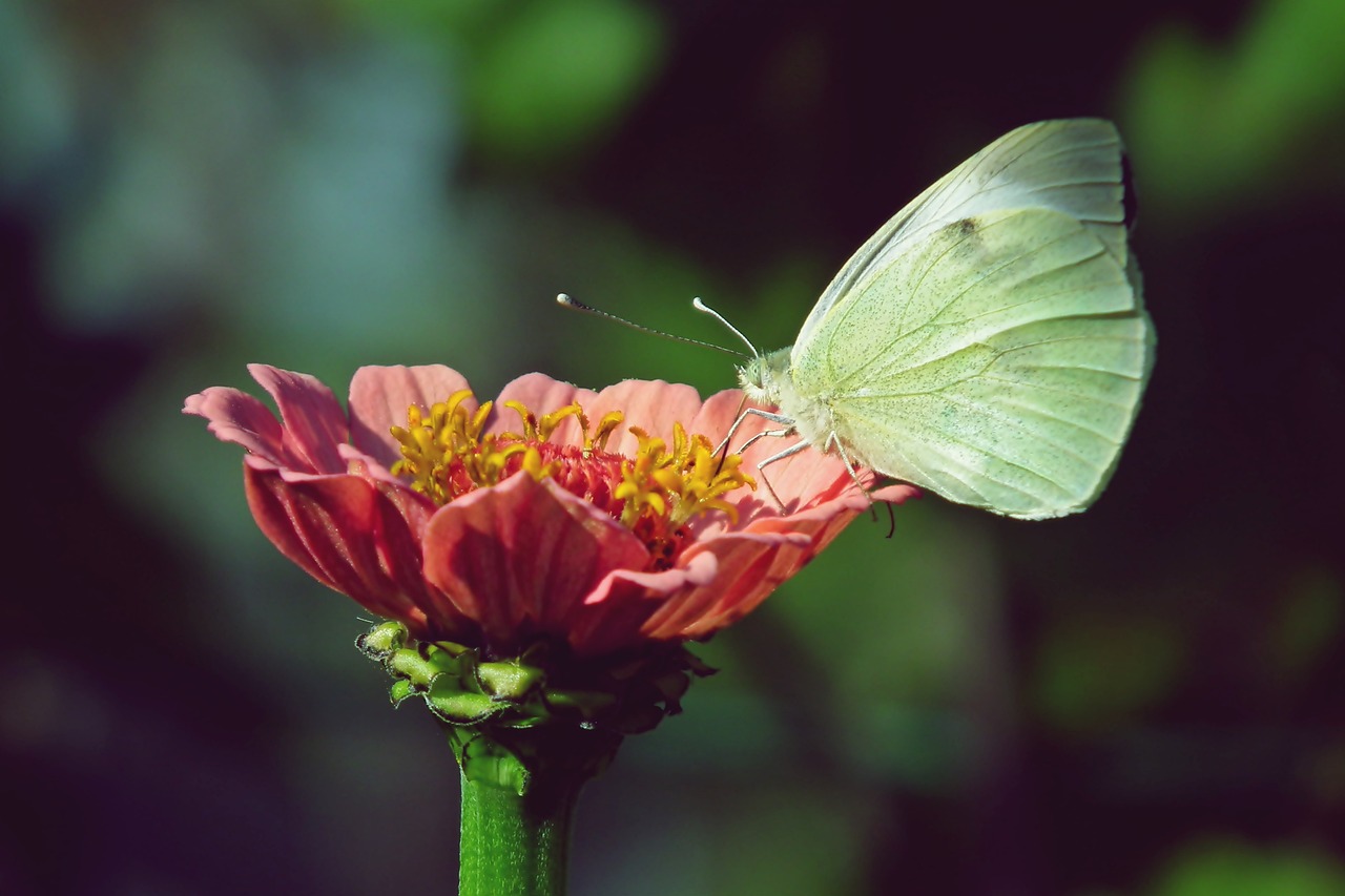 Insetti benefici per l'orto biologico: coccinelle, api e sirfidi sui fiori, in armonia con la natura.
