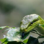 Albero da frutto nel giardino, con avviso sui serpenti da evitare per la sicurezza.