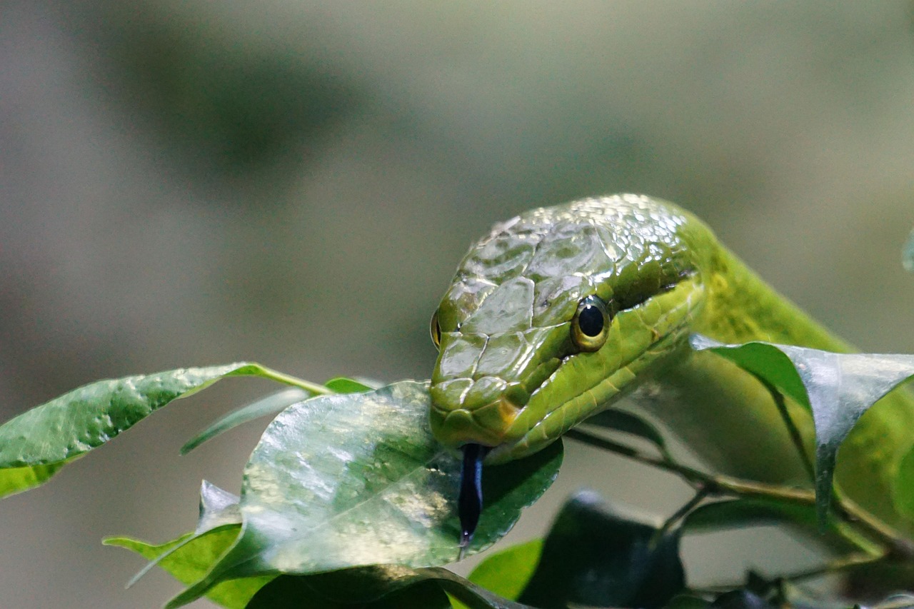 Albero da frutto nel giardino, con avviso sui serpenti da evitare per la sicurezza.