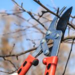 Alberi da potare in inverno: varietà e consigli per la potatura tra gennaio e febbraio.