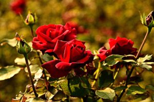 Rosa con macchie nere, rimedio naturale in vista per trattare le malattie delle piante.