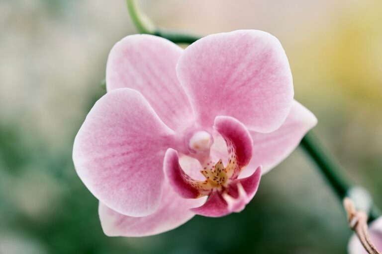 Come bagnare le orchidee: il metodo innovativo del giardiniere