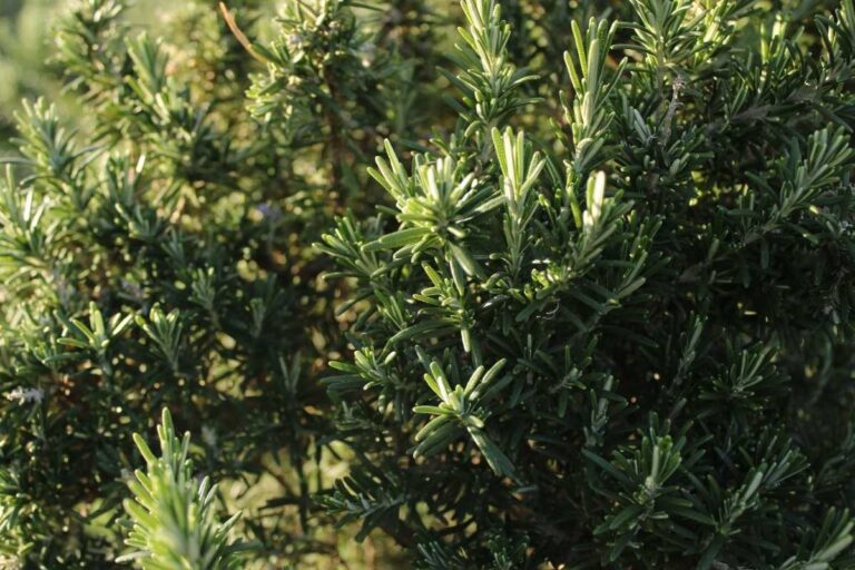 Mai potare il rosmarino così: ecco il segreto per farlo diventare un cespuglio