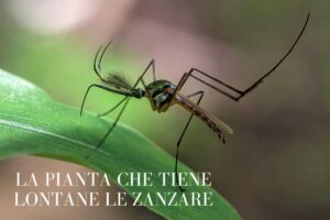 La pianta che tiene lontane le zanzare e profuma tutto il giardino: ecco qual è